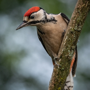 Redwell   15 06 2020   D500   Les 38.jpg